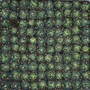 ABCʡ��Ź��Cactus��ơ��ޤˤ����̿�Ÿ