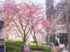 寒緋桜