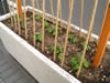 明後日朝顔プロジェクト