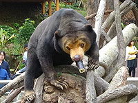 人気再燃で沸く福岡市動物園 100万人目指し ユニーク企画で奮闘 天神経済新聞
